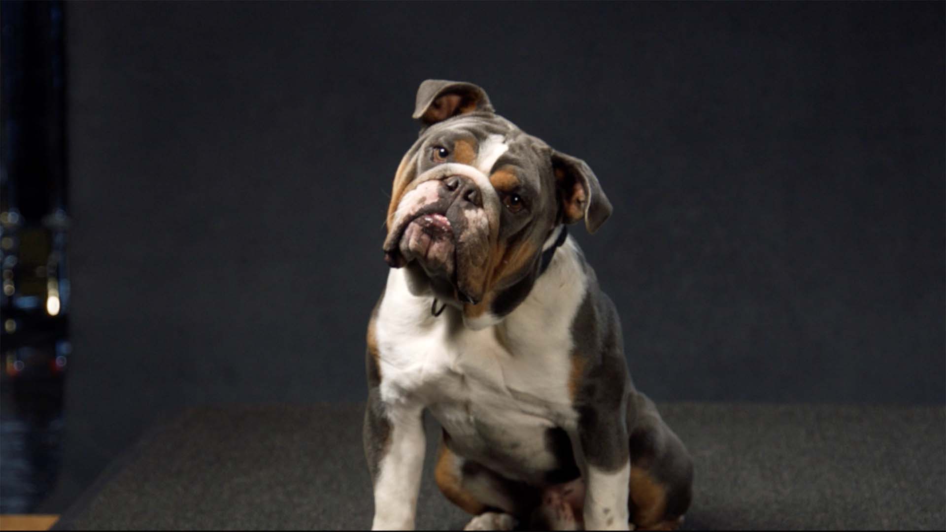 Amazon Buddies Teaser Union Editorial