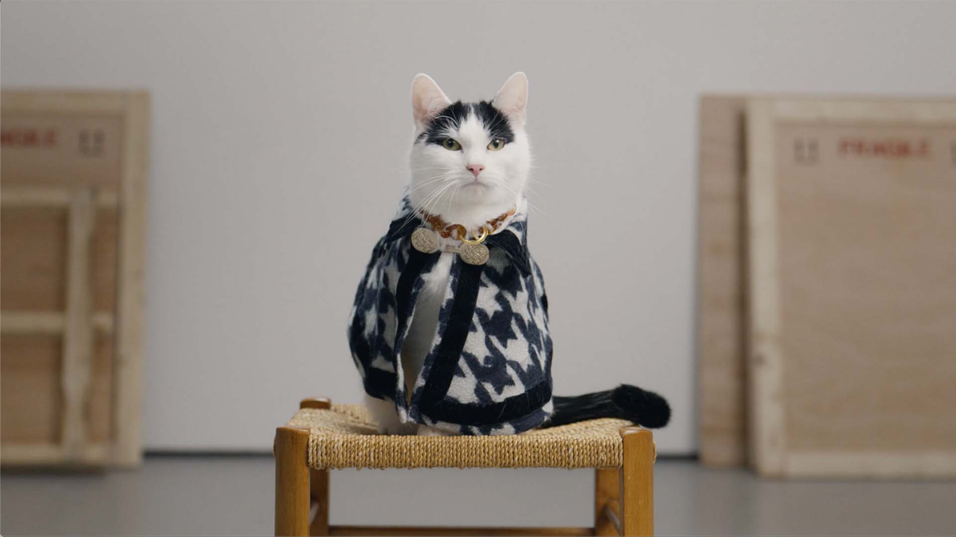 Temptations - Cats Lose Their Cool - Union Editorial